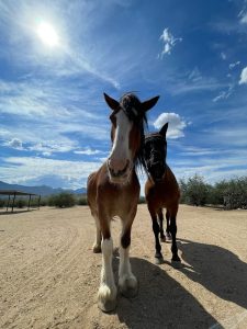 horse medicine
