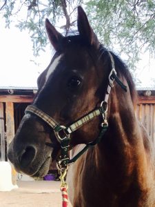 horse medicine