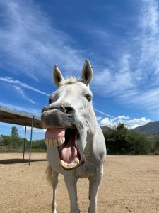 horse medicine